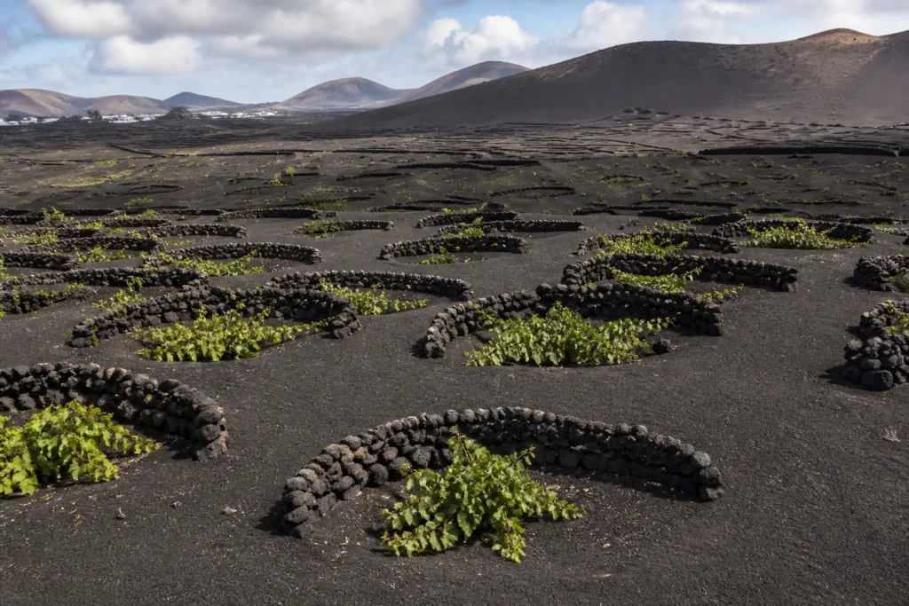 Volcanic vineyards at La Geria, Lanzarote